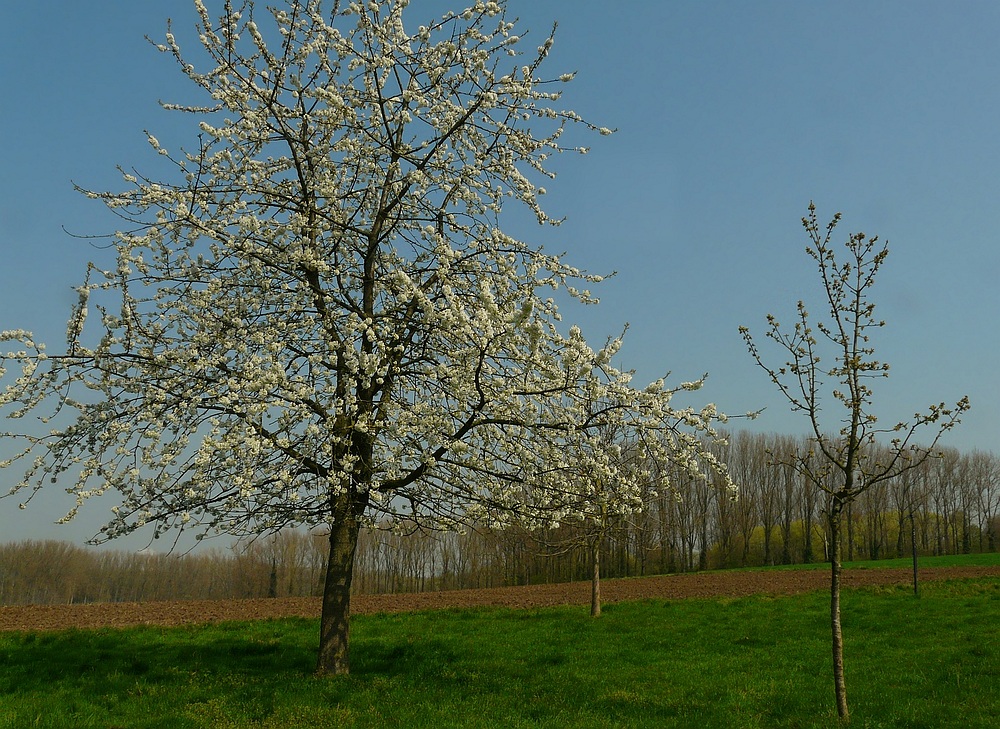 Sweet Cherry tree (1)