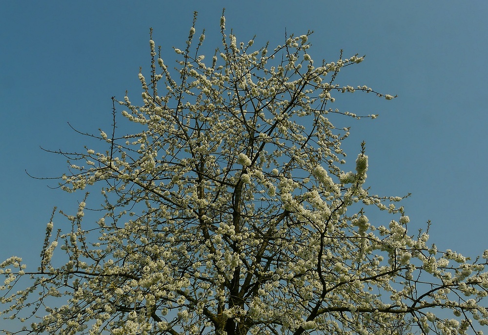 Sweet Cherry tree (2)