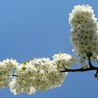 Sweet Cherry tree blossoms