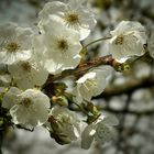 Sweet Cherry tree blossoms