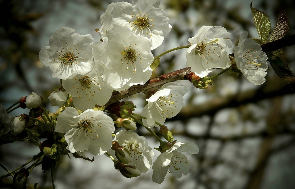Sweet Cherry tree blossoms