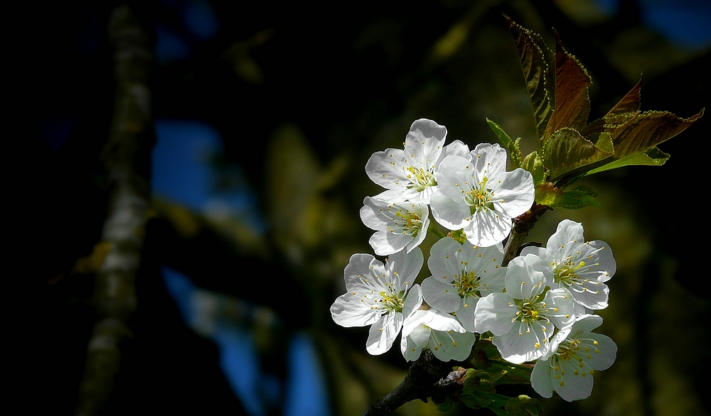 Sweet Cherry tree blossoms