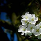 Sweet Cherry tree blossoms