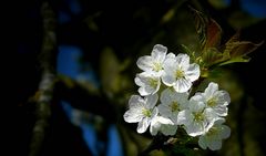 Sweet Cherry tree blossoms