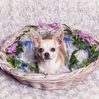 sweet chihuahua