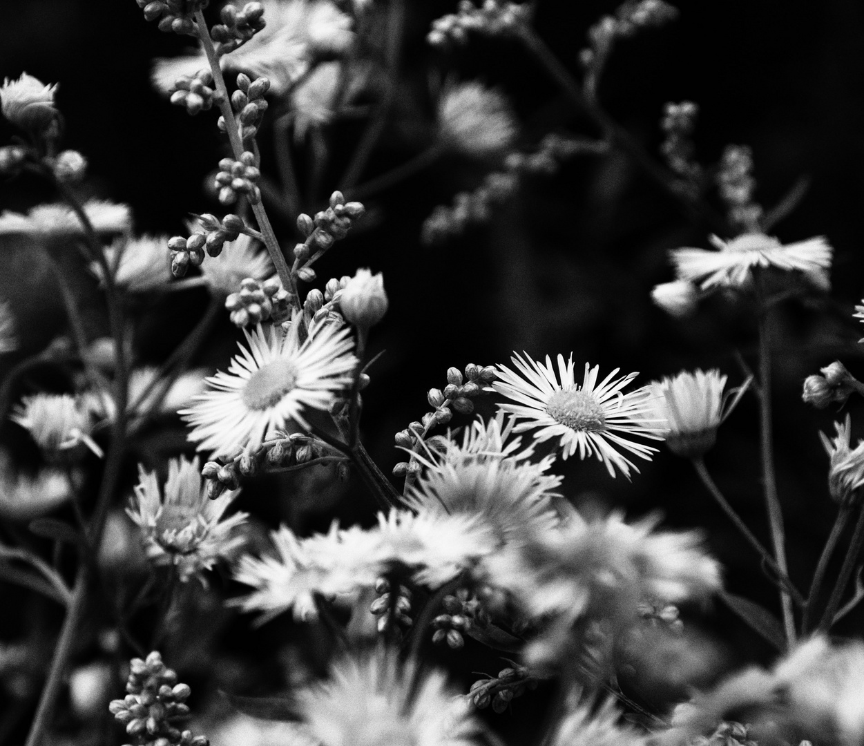 Sweet daisies