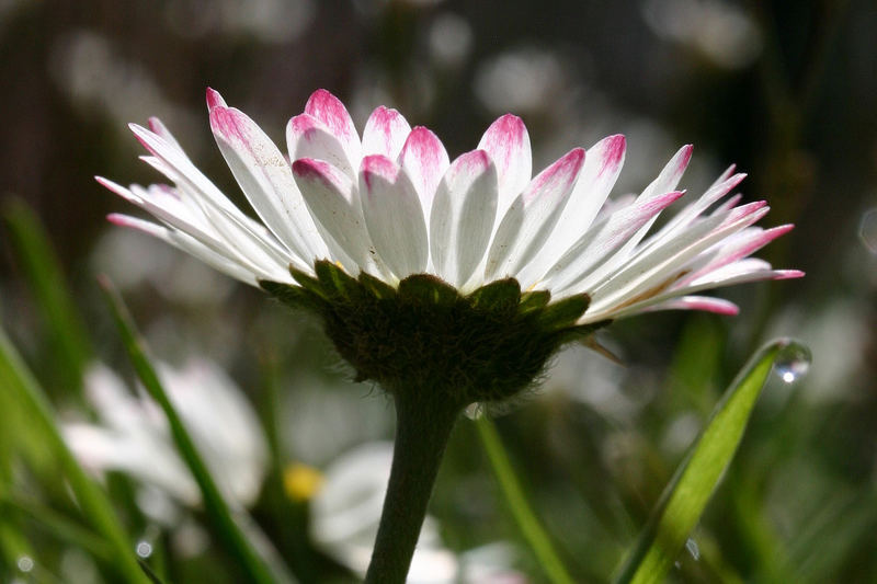 sweet daisy catch some sun