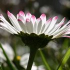 sweet daisy catch some sun