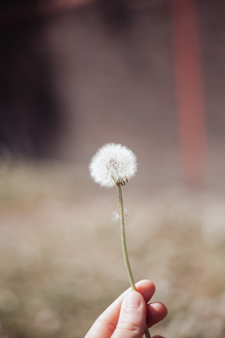 Sweet Dandelion