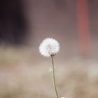 Sweet Dandelion