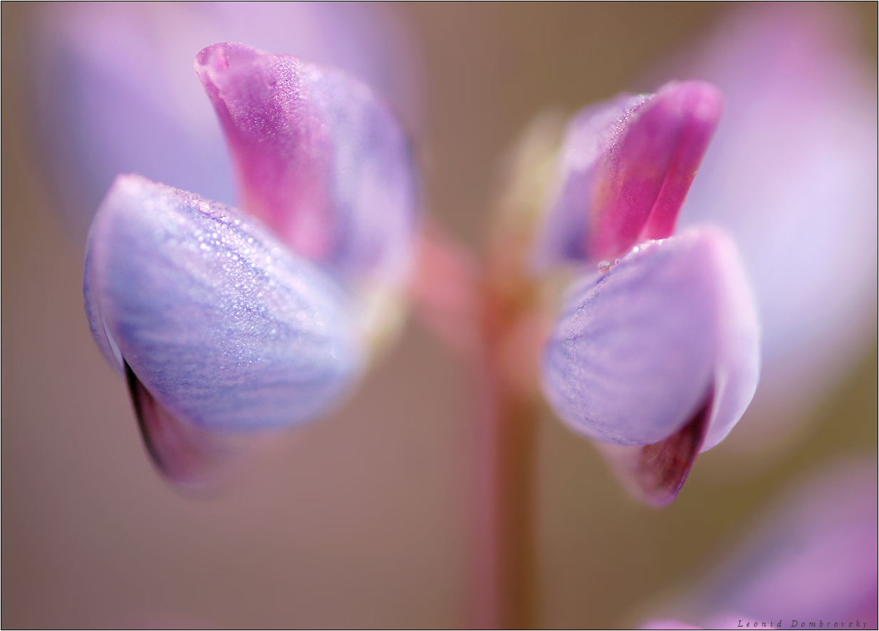 Sweet dream of lupine