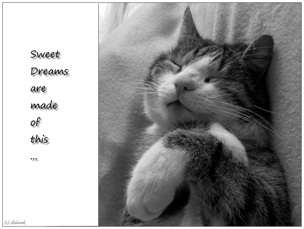 ~ Sweet Dreams ~