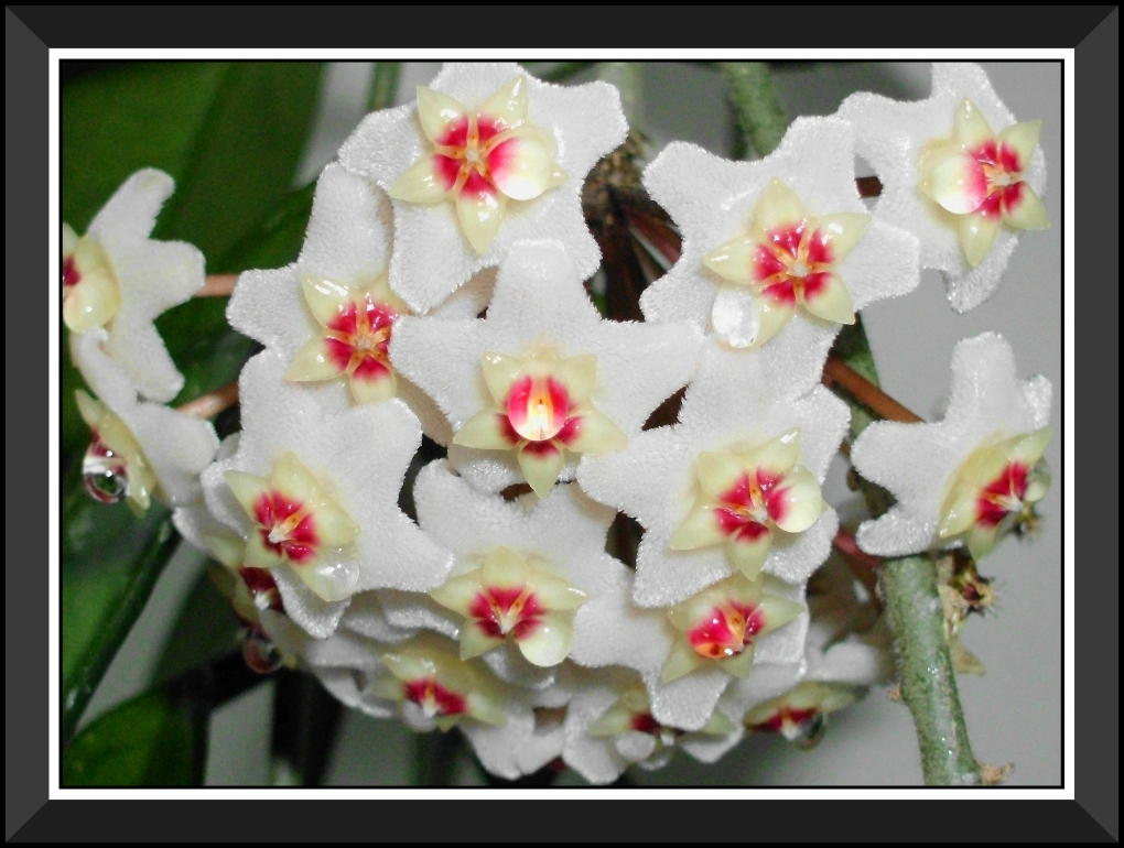 Sweet droplets of nectar Hoya Carnosa