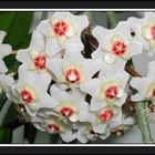 Sweet droplets of nectar Hoya Carnosa