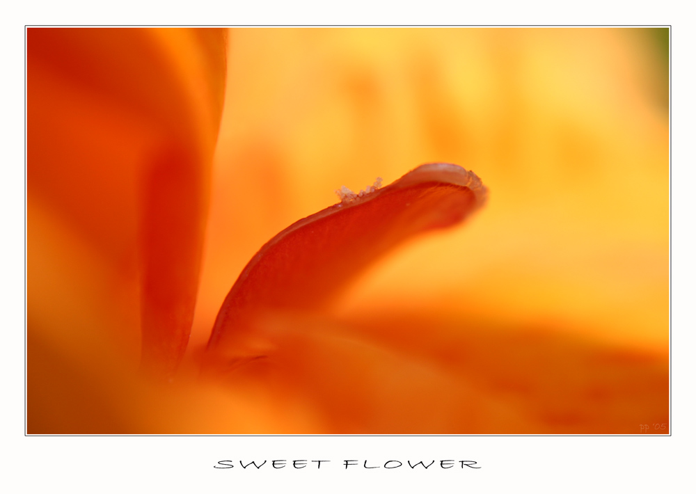 -sweet flower-