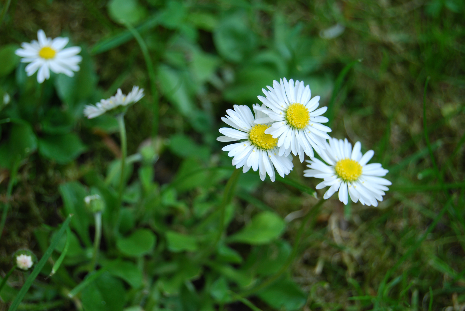 Sweet Flowers