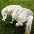 Sweet horse! :)