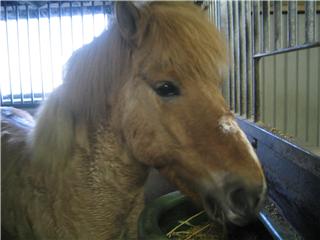 Sweet horse :D