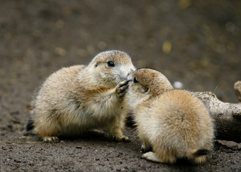 sweet Kiss