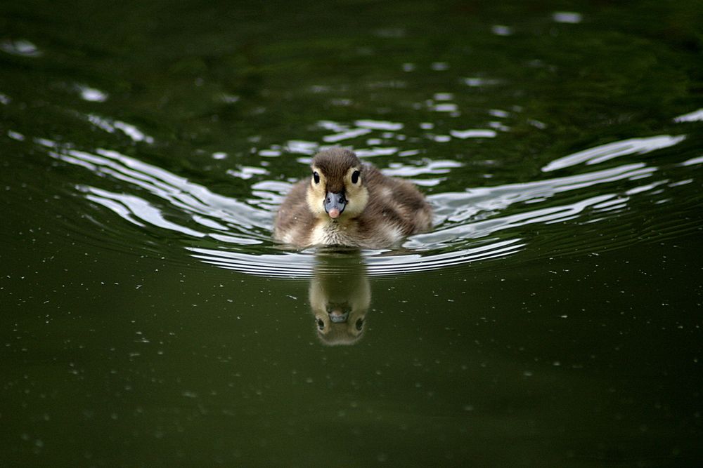 Sweet Little Duck