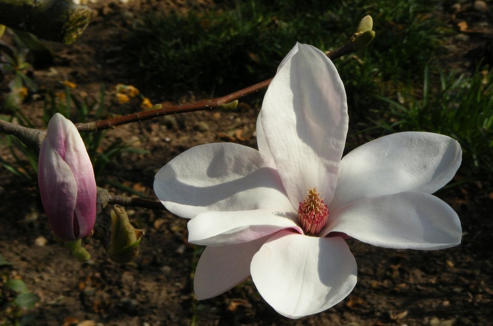 Sweet Magnolia