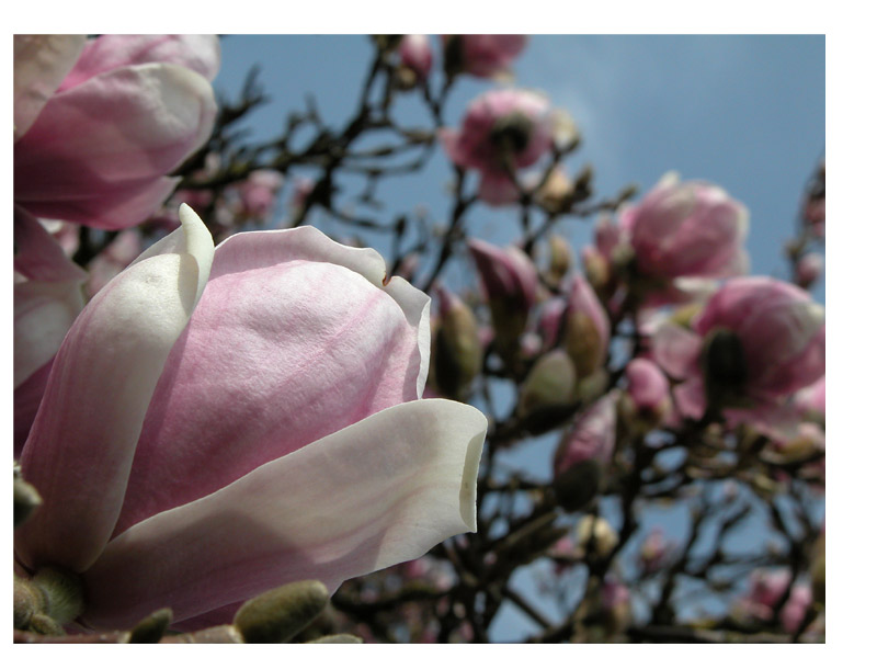 Sweet Magnolia Tree