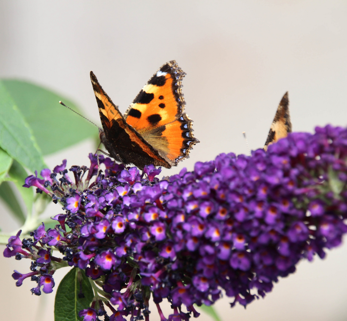  SWEET NECTAR BANQUET