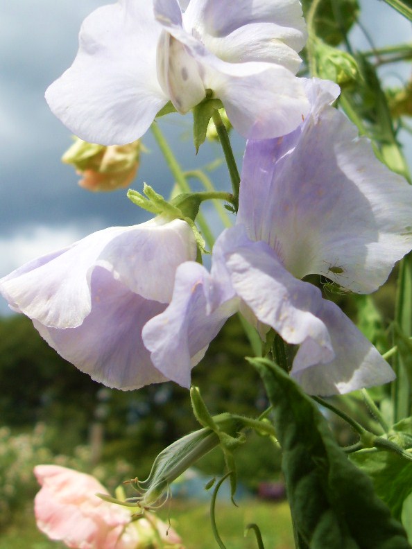 Sweet Pea Also