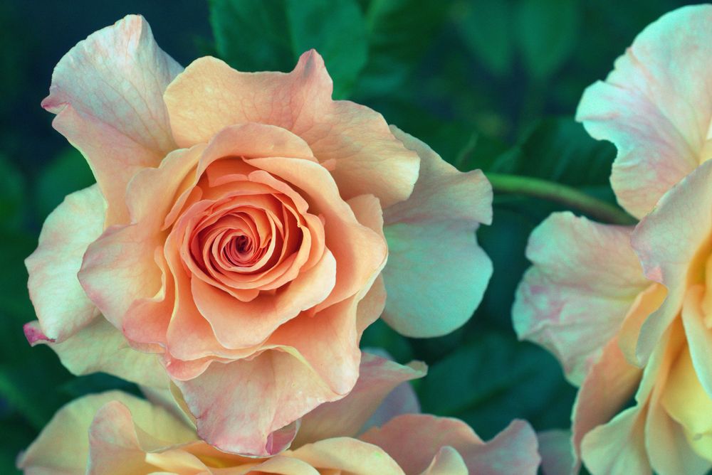 Sweet Peach Rose!