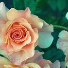 Sweet Peach Rose!