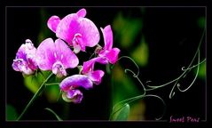 Sweet Peas