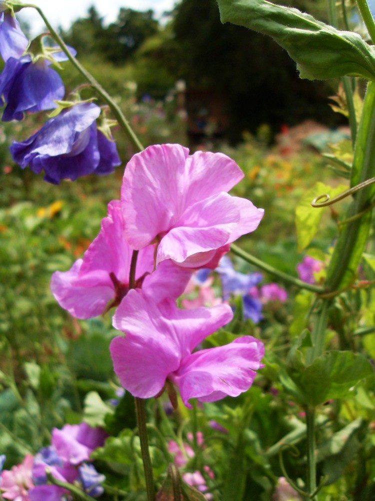 Sweet Peas