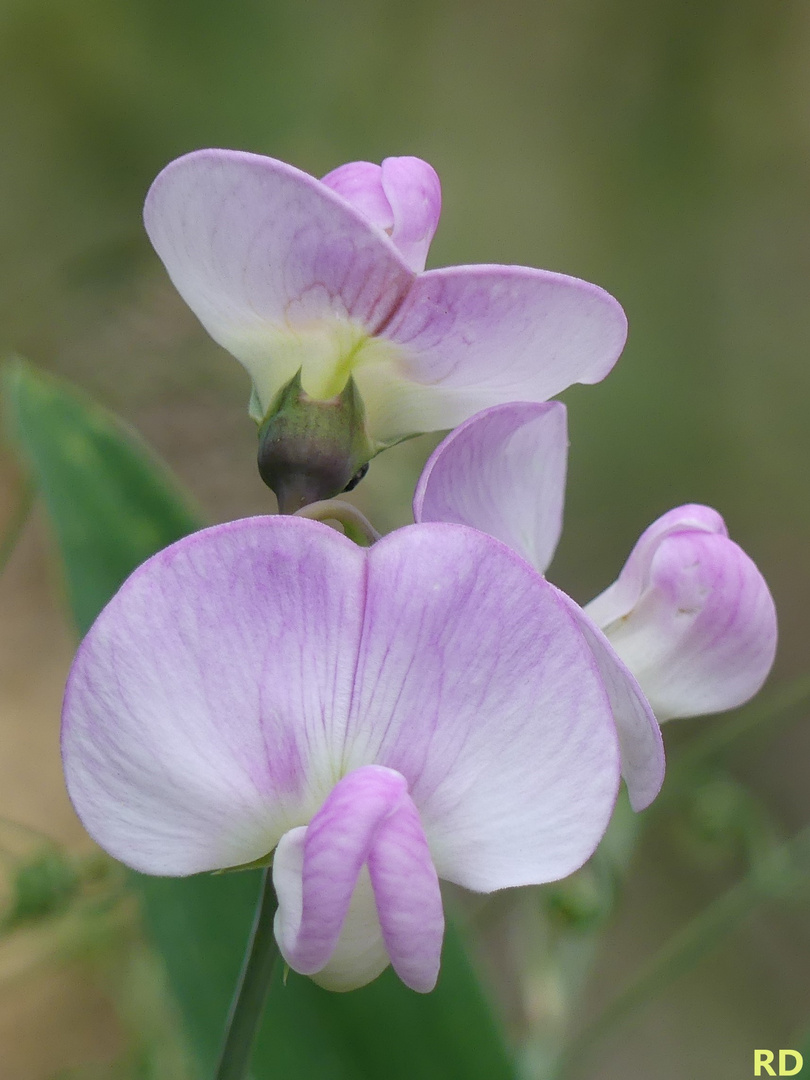 Sweet Peas - Sommergefühle