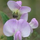 Sweet Peas - Sommergefühle