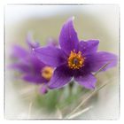 Sweet Pulsatilla