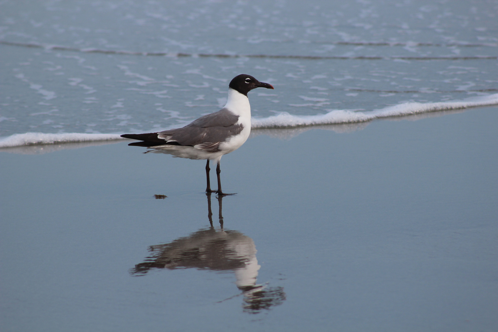 Sweet Seagull