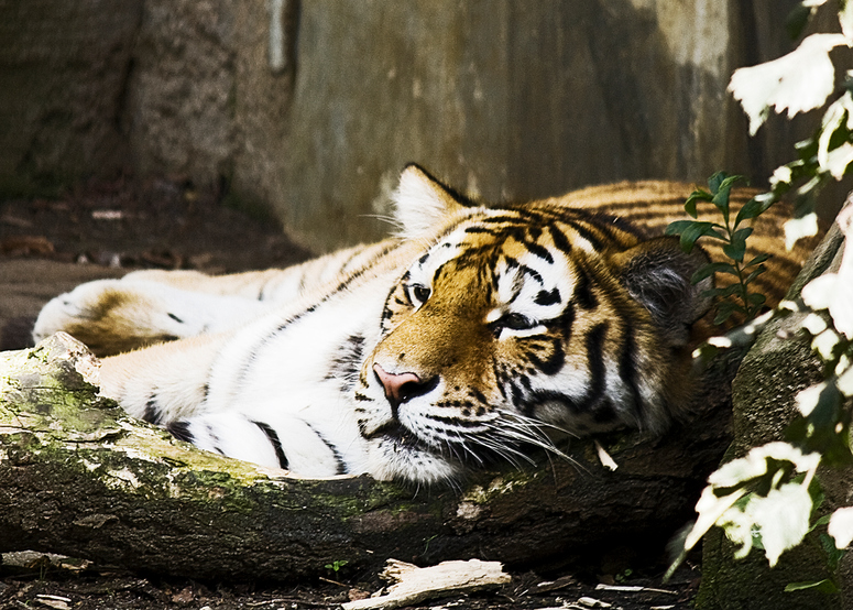 "sweet sleeping tiger" #1