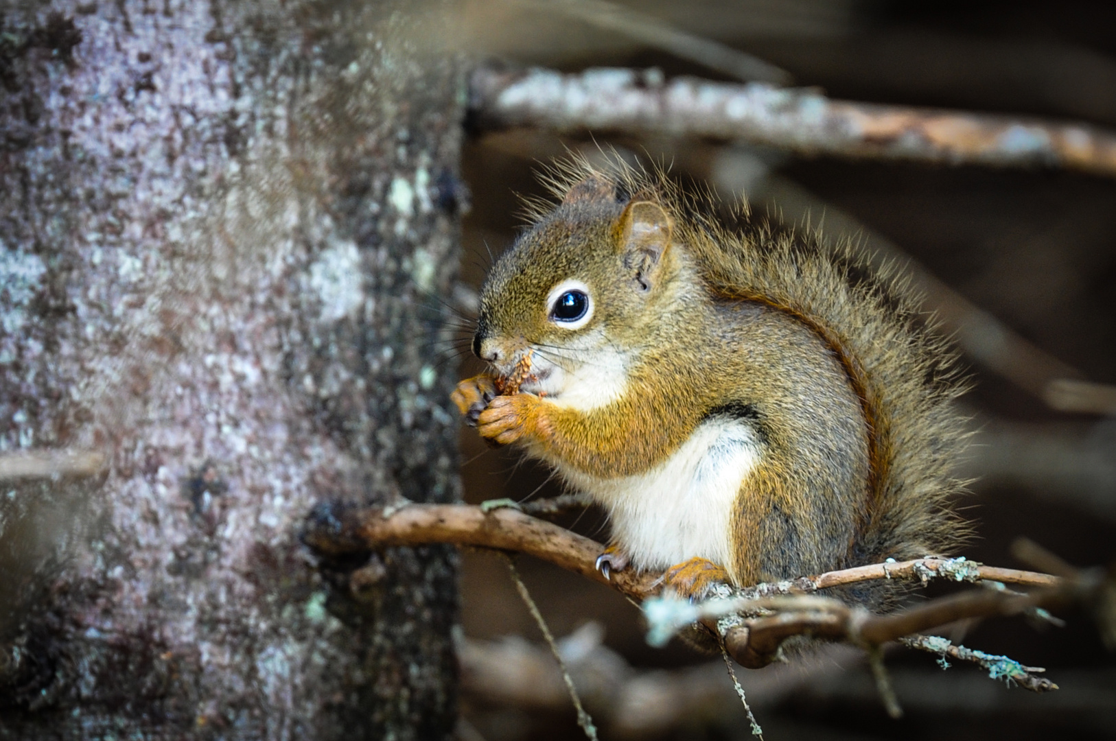 Sweet Squirrel 1