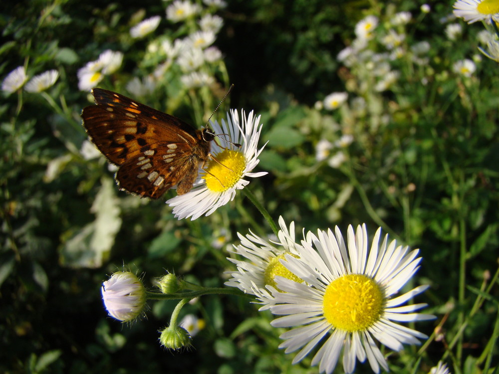 sweet taste of pollen