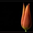 sweet tulip