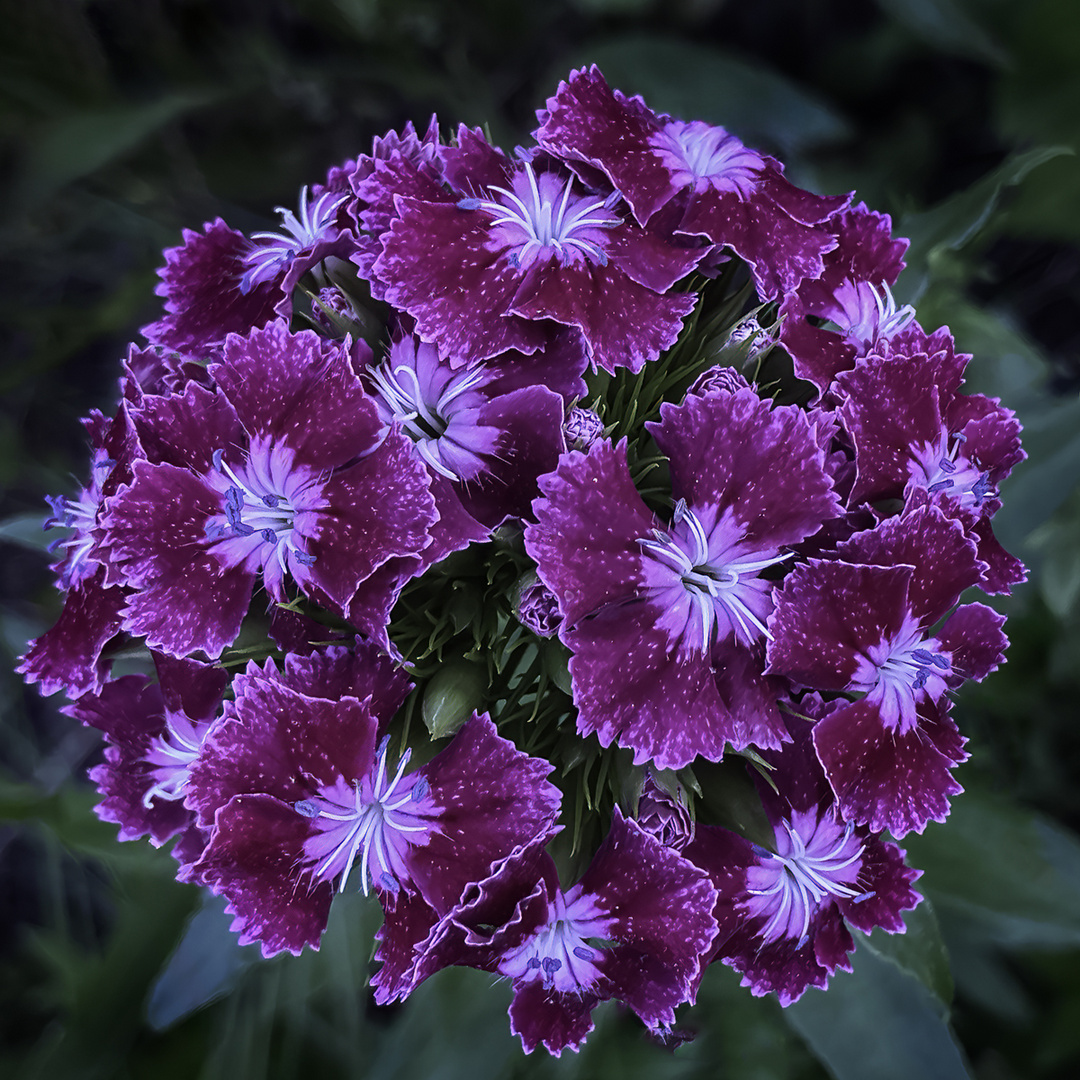 Sweet William