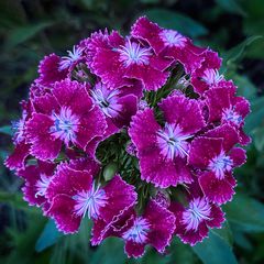 Sweet William