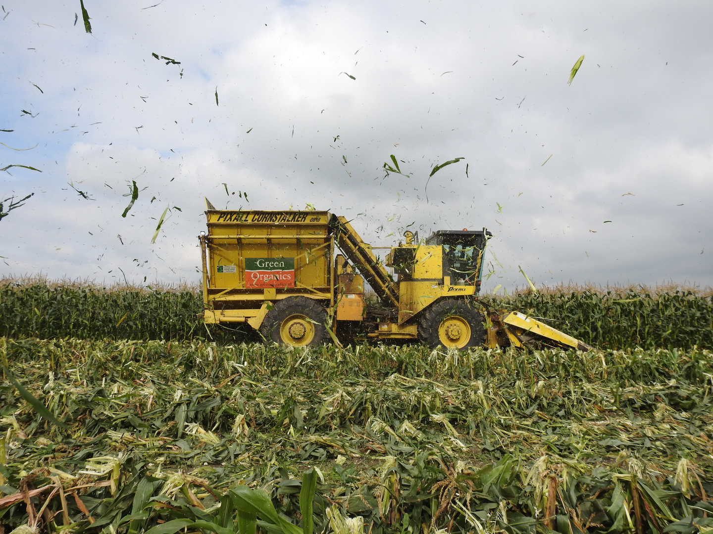 Sweetcorn harvest