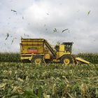 Sweetcorn harvest