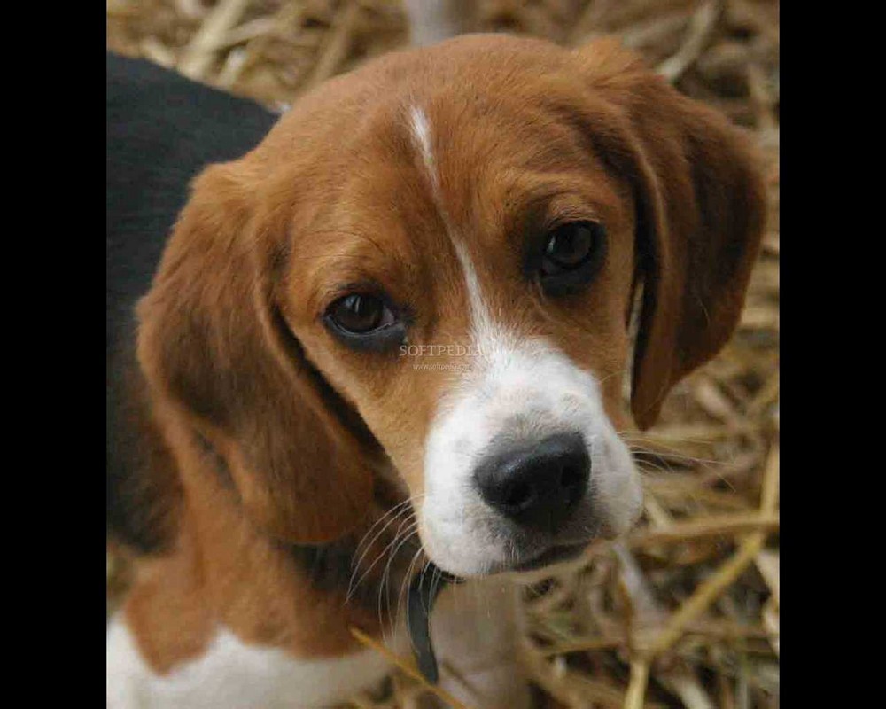 sweeter Beagle