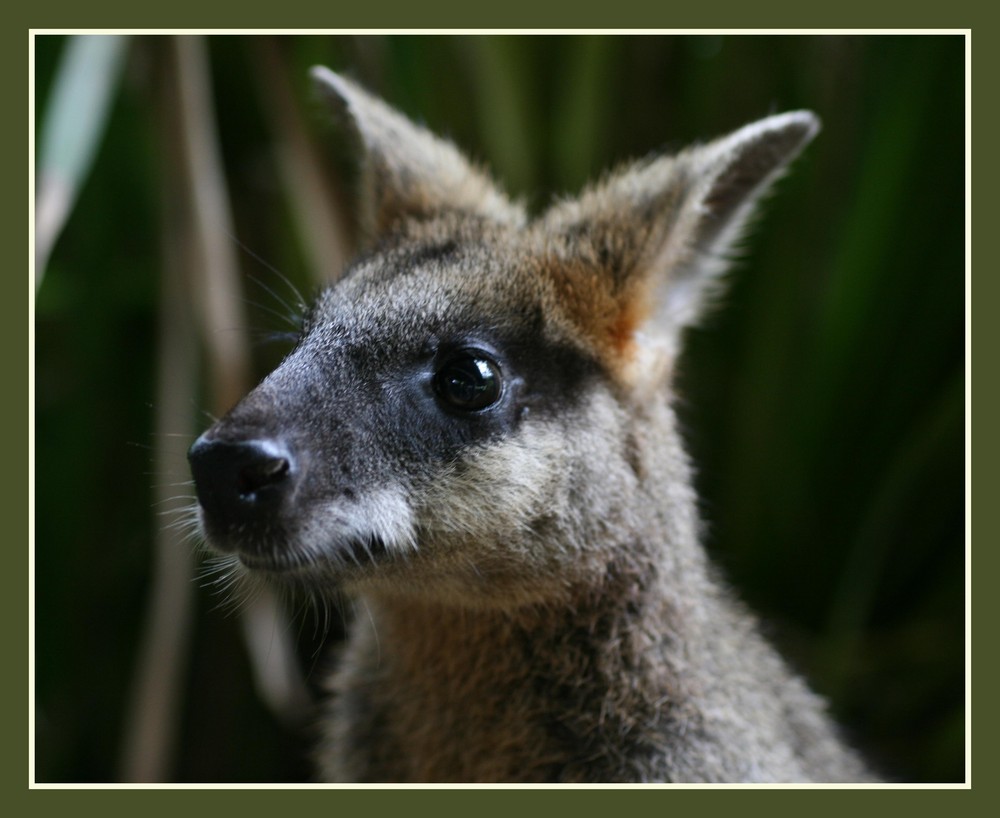 Sweeti - das super süße Wallaby