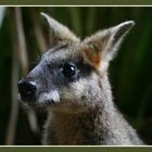 Sweeti - das super süße Wallaby