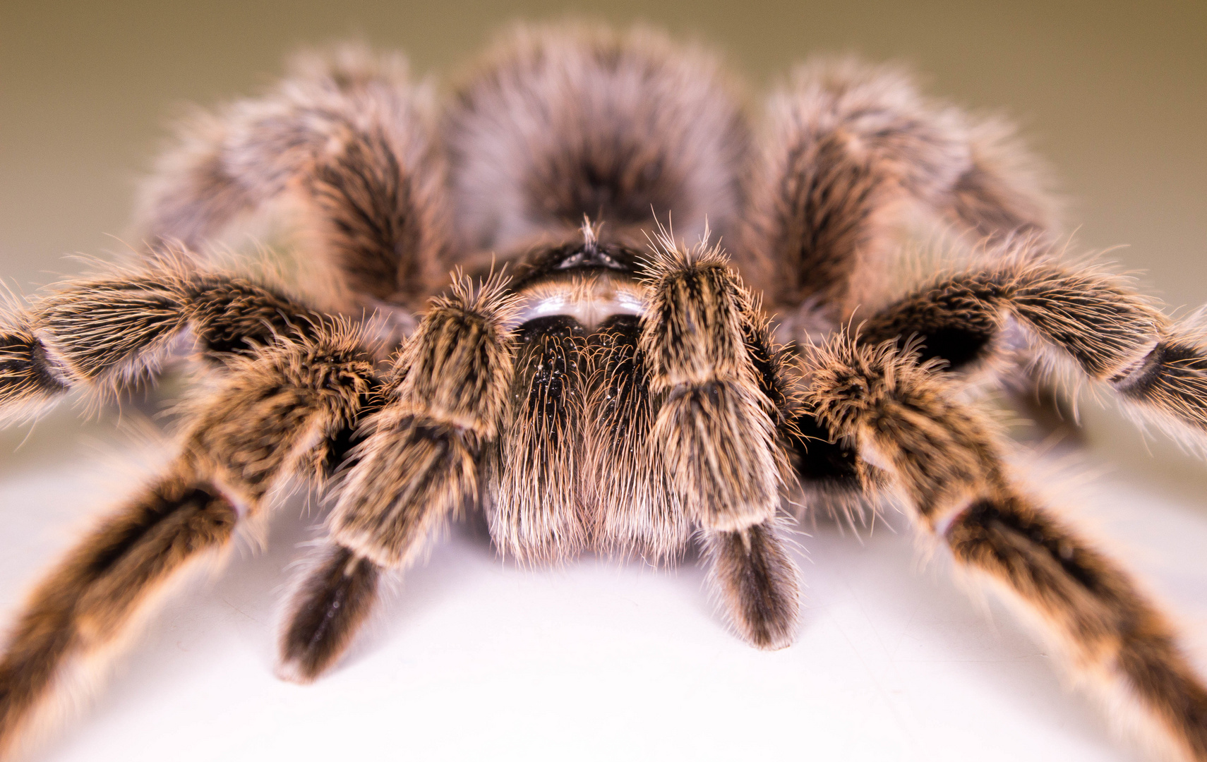 Sweetie die "kleine", rote ChileVogelspinne Foto & Bild tiere