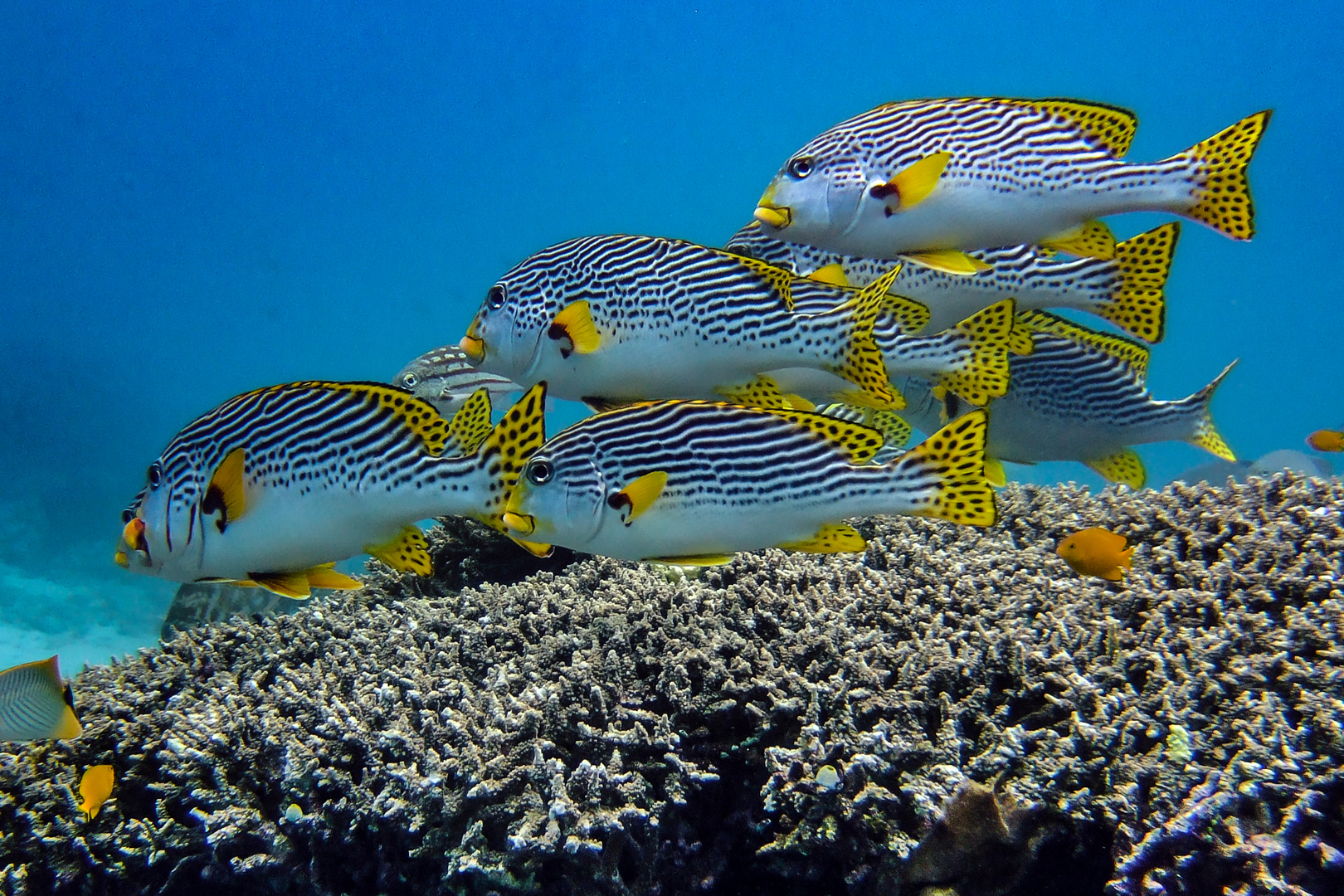 Sweetlips over young corral 