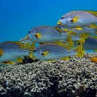 Sweetlips over young corral 